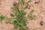 Hippocrépide à deux fleurs Hippocrepis biflora Spreng., 1815