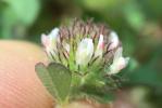 Trèfle fausse-bardane Trifolium lappaceum L., 1753