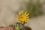 Anacycle radié Anacyclus radiatus Loisel., 1828