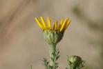 Anacycle radié Anacyclus radiatus Loisel., 1828