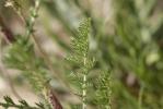 Anacycle radié Anacyclus radiatus Loisel., 1828