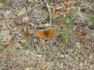Grand collier argenté (Le), Nacré sagitté (Le) Boloria euphrosyne (Linnaeus, 1758)