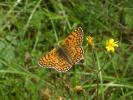 Mélitée du Plantain (La), Déesse à ceinturons (La) Melitaea cinxia (Linnaeus, 1758)