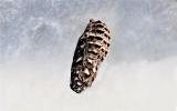 Mélitée des Centaurées (La), Grand Damier (Le) Melitaea phoebe (Denis & Schiffermüller, 1775)