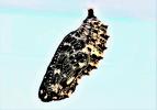 Mélitée des Centaurées (La), Grand Damier (Le) Melitaea phoebe (Denis & Schiffermüller, 1775)
