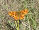 Grand collier argenté (Le), Nacré sagitté (Le) Boloria euphrosyne (Linnaeus, 1758)