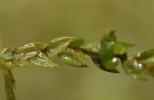  Fontinalis antipyretica Hedw., 1801