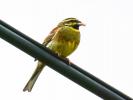 Bruant zizi Emberiza cirlus Linnaeus, 1758