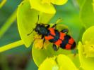 Clairon des ruches Trichodes alvearius (Fabricius, 1792)