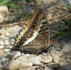 Nymphale de l'Arbousier (La), Jason (Le), Pacha à  Charaxes jasius (Linnaeus, 1767)