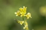 Myagre perfolié Myagrum perfoliatum L., 1753