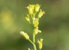 Myagre perfolié Myagrum perfoliatum L., 1753