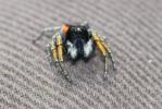 Saltique sanguinolent Philaeus chrysops (Poda, 1761)