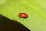  Cryptocephalus coryli (Linnaeus, 1758)