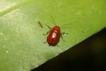  Cryptocephalus coryli (Linnaeus, 1758)