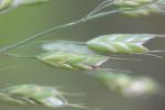 Brome variable, Brome confondu Bromus commutatus Schrad., 1806
