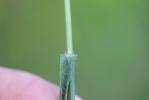 Brome variable, Brome confondu Bromus commutatus Schrad., 1806