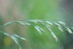 Brome variable, Brome confondu Bromus commutatus Schrad., 1806