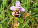Ophrys bécasse Ophrys scolopax Cav., 1793
