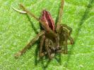 Micrommate émeraude Micrommata virescens (Clerck, 1758)