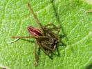 Micrommate émeraude Micrommata virescens (Clerck, 1758)