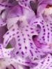 Orchis à trois dents, Orchis tridenté Neotinea tridentata (Scop.) R.M.Bateman, Pridgeon & M.W.Chase, 1997