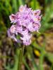 Orchis à trois dents, Orchis tridenté Neotinea tridentata (Scop.) R.M.Bateman, Pridgeon & M.W.Chase, 1997