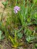 Orchis à trois dents, Orchis tridenté Neotinea tridentata (Scop.) R.M.Bateman, Pridgeon & M.W.Chase, 1997