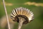 Pallénis épineux Pallenis spinosa (L.) Cass., 1825