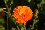 Souci officinal, Souci des jardins Calendula officinalis L., 1753