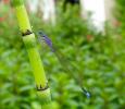 Agrion élégant Ischnura elegans (Vander Linden, 1820)