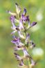 Réglisse sauvage, Réglisse glabre Glycyrrhiza glabra L., 1753