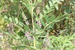 Réglisse sauvage, Réglisse glabre Glycyrrhiza glabra L., 1753