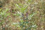 Réglisse sauvage, Réglisse glabre Glycyrrhiza glabra L., 1753