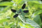 Caloptéryx occitan Calopteryx xanthostoma (Charpentier, 1825)