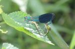 Caloptéryx occitan Calopteryx xanthostoma (Charpentier, 1825)