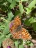 Mélitée des Centaurées (La), Grand Damier (Le) Melitaea phoebe (Denis & Schiffermüller, 1775)