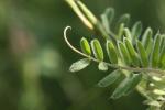 Vesce de Hongrie, Vesce de Pannonie Vicia pannonica Crantz, 1769