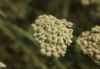 Achillée odorante Achillea odorata L., 1759