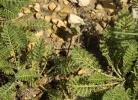 Achillée odorante Achillea odorata L., 1759