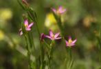 Petite centaurée délicate Centaurium pulchellum (Sw.) Druce, 1898