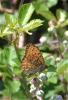 Chiffre (Le) Fabriciana niobe (Linnaeus, 1758)