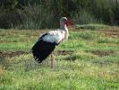 Cigogne blanche Ciconia ciconia (Linnaeus, 1758)
