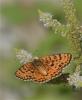 Mélitée orangée (La), Damier orangé (Le), Diane (L Melitaea didyma (Esper, 1778)