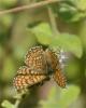 Mélitée du Plantain (La), Déesse à ceinturons (La) Melitaea cinxia (Linnaeus, 1758)
