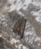 Agreste (L') Hipparchia semele (Linnaeus, 1758)