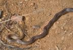 Couleuvre d'Esculape Zamenis longissimus (Laurenti, 1768)