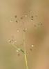 Petite amourette, Brize mineure Briza minor L., 1753