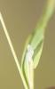 Petite amourette, Brize mineure Briza minor L., 1753