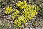 Poivre de muraille, Orpin acre Sedum acre L., 1753